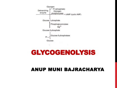 Glycogenolysis | PPT