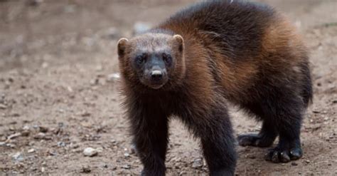 What Do Wolverines Eat? Their Diet Explained - A-Z Animals