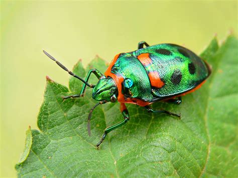 Scutelleridae - Wikipedia