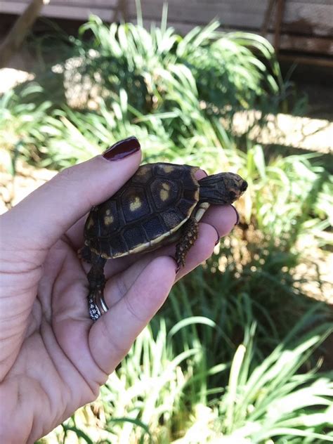 Necker Island Wildlife Tour with Gumption's Learning Adventures - The ...