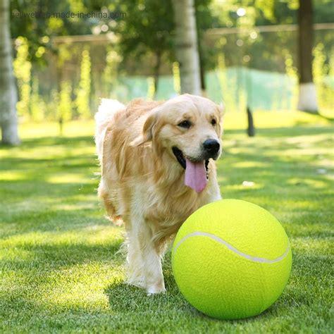 The Dog′s Balls Premium Quality Dog Tennis Balls for Puppy Training ...