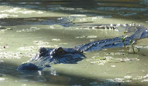 North Carolina Officials Consider Opening First Alligator Season ...