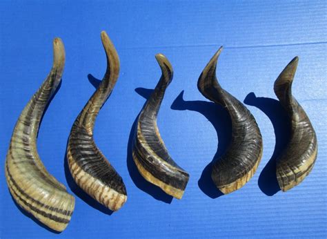 Five Indian Ram, Sheep Horns for Sale 11-1/2 to 15 inches (Buffed