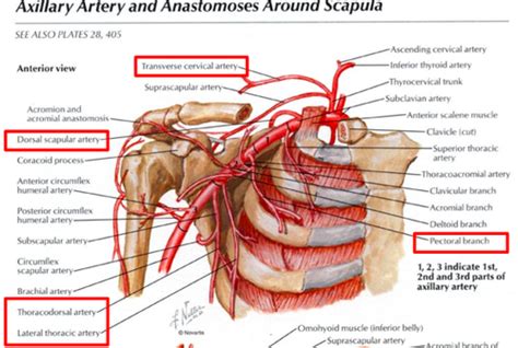 Circumflex Scapular Artery