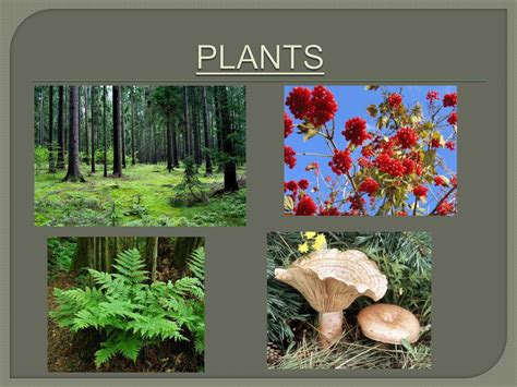 PPT - BIOME PROJECT Temperate Deciduous Forest PowerPoint Presentation - ID:551687