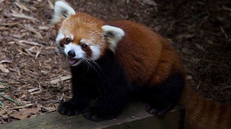 Red Panda at Zoo Atlanta dies | FOX 5 Atlanta