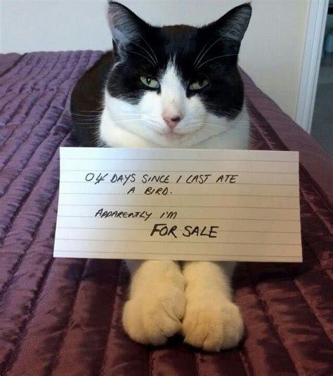 Guilty cat | Cat shaming, Kitten adoption, Funny animal memes