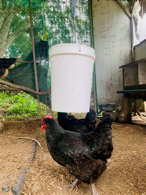 Our 5-Gallon Bucket Chicken Feeder - Super Easy DIY and Vermin Proof ...