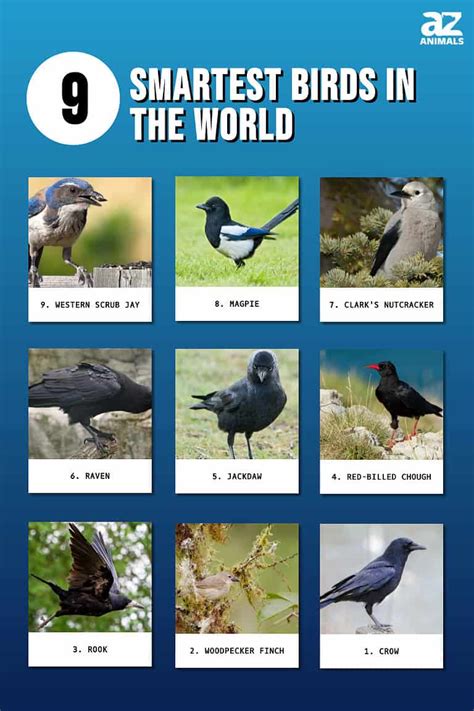 The 9 Smartest Birds in the World (and How They Use Their Intelligence) - A-Z Animals