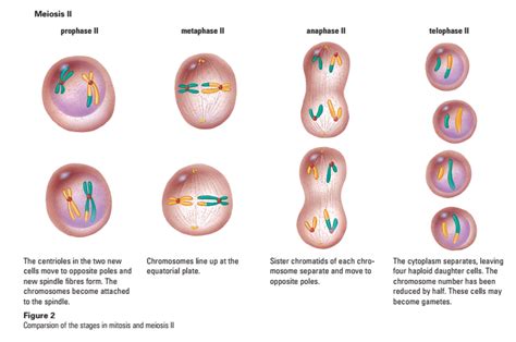 Evolutionist Ape: The Meiosis