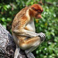 Proboscis monkey | The Animal Facts