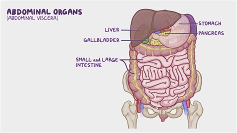 Anatomy of the abdominal viscera: Innervation of the abdominal viscera ...