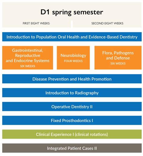 Curriculum | College of Dentistry | NEOMED