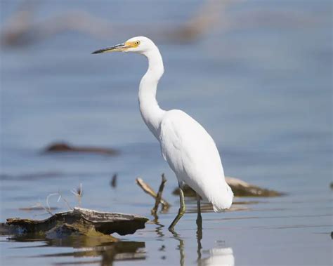 Little Egret - Facts, Diet, Habitat & Pictures on Animalia.bio