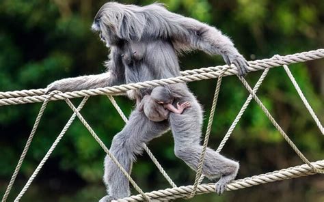 Pictured: Rare baby Silvery Gibbon born at Curraghs Wildlife Park on ...