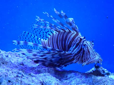 Free Images : animal, wildlife, underwater, tropical, aquatic, lionfish, coral reef, life ...