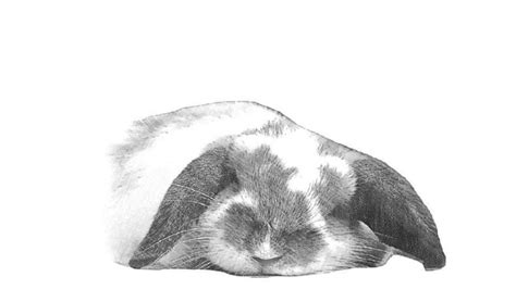 The Animal Sounds: Loud Bunny Rabbit Snoring - Sound Effect - Animation ...