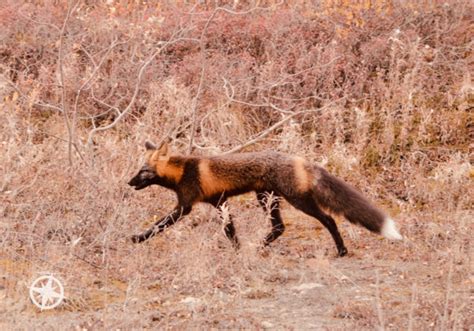 Denali National Park Road Lottery - Pebble PirouettePebble Pirouette