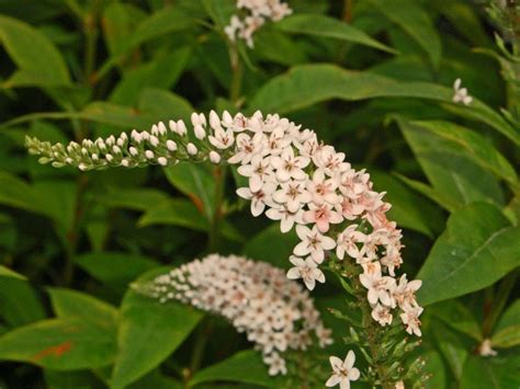 Lysimachia clethroides (BARE ROOTED) – Trigg Plants