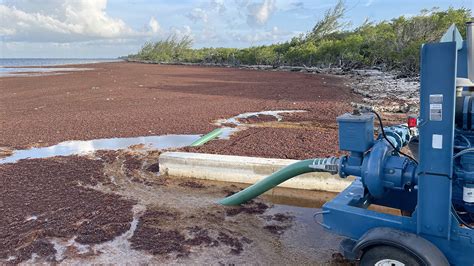 Government Sargassum removal trial concludes