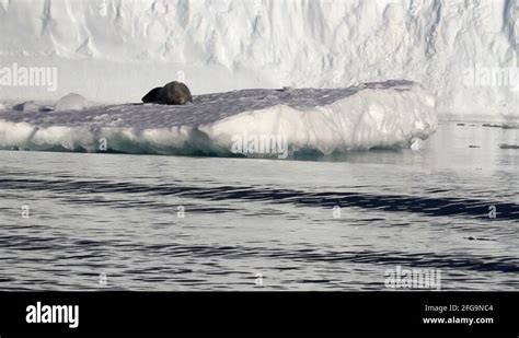 Leopard Seal Sleeping on an Iceberg Stock Video Footage - Alamy