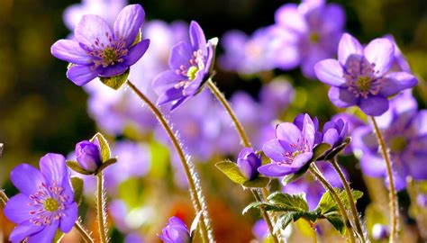 FLOWERS CAN DANCE!!! Amazing nature/ Beautiful blooming flower time ...