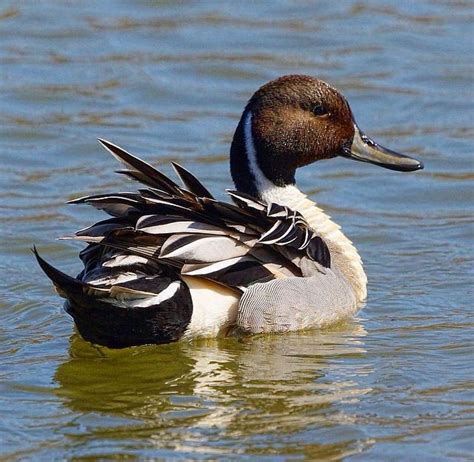 Pintail Drake | Duck photography, Waterfowl hunting, Waterfowl taxidermy