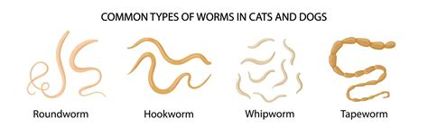 Common types of worms in cats and dogs. medical illustration 11302099 ...