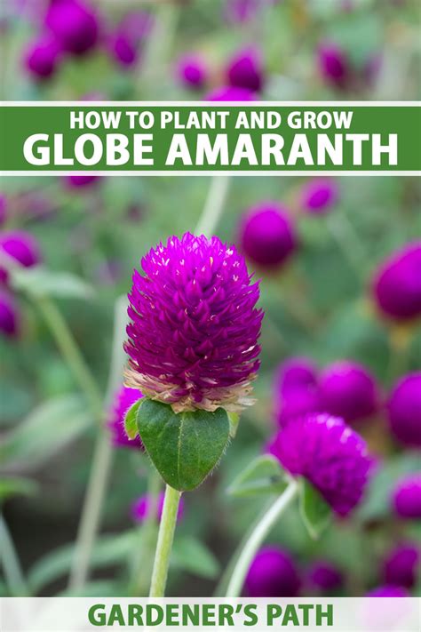 How to Plant and Grow Globe Amaranth (Gomphrena) | Gardener’s Path