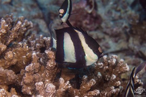 Indian Ocean Humbug Damselfish – Facts and Photographs