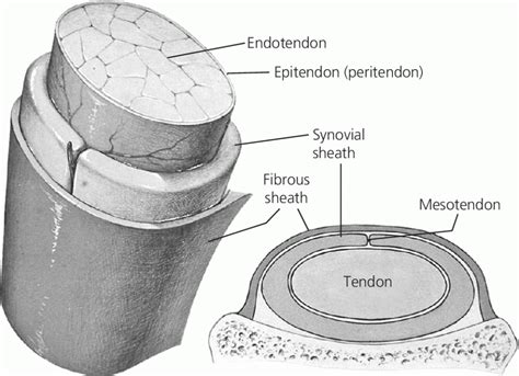 17: Tendon and Paratenon Lacerations | Veterian Key