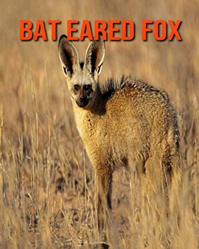 Bat Eared Fox: Amazing Facts about Bat Eared Fox by Devin Haines | Goodreads