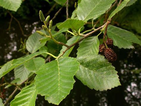 Red Alder (Alnus Rubra) | Plants, Native plants, Types of plants