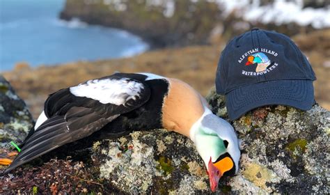 Aleutian Island Waterfowlers - Book Your Trip - Mallard Bay