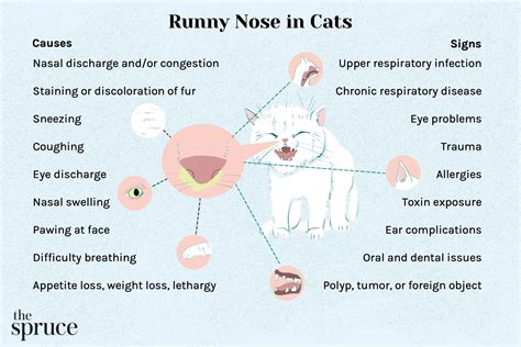 Runny Nose in Cats: Causes and Treatment