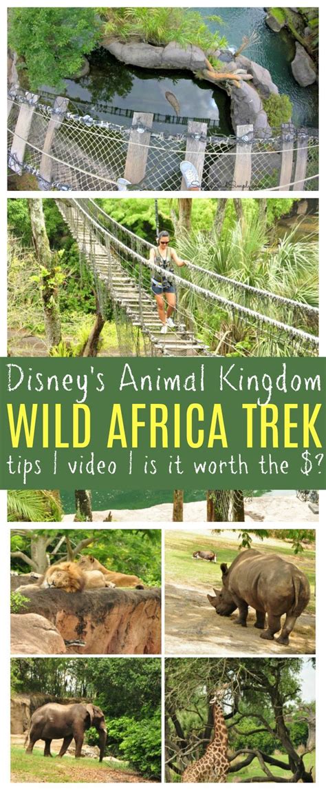 Disney's Wild Africa Trek Review + Video | Walt Disney World tips, video + is it worth the money ...