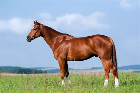 Chestnut horse – Characterized by the absolute absence of true black ...