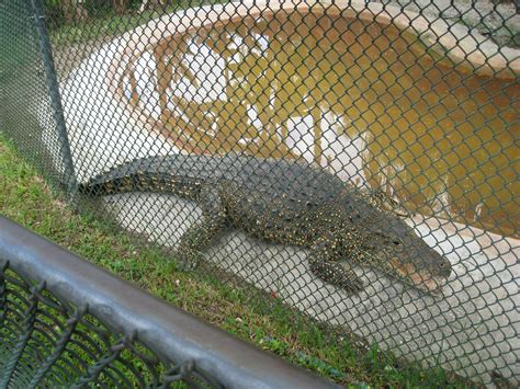 Alligator Farm in Homestead'Fla | Florida, Alligator, Orlando