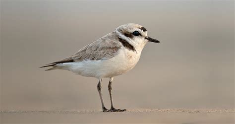 Snowy Plover Identification, All About Birds, Cornell Lab of Ornithology