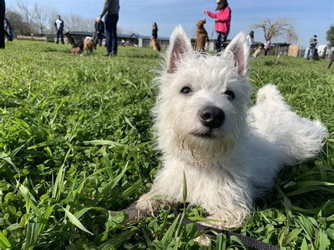 Sami’s first day at Westie training school | Westies, Westie puppies, Dog training school