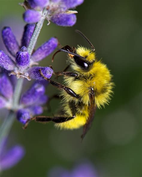 Yellow Bumble Bee? | Bombus fervidus. I believe this is a ma… | Flickr