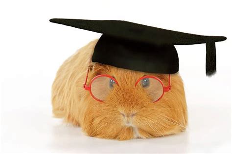 Guinea pig wearing glasses and mortar board Digital