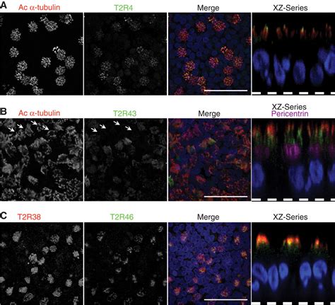 Motile Cilia of Human Airway Epithelia Are Chemosensory | Science