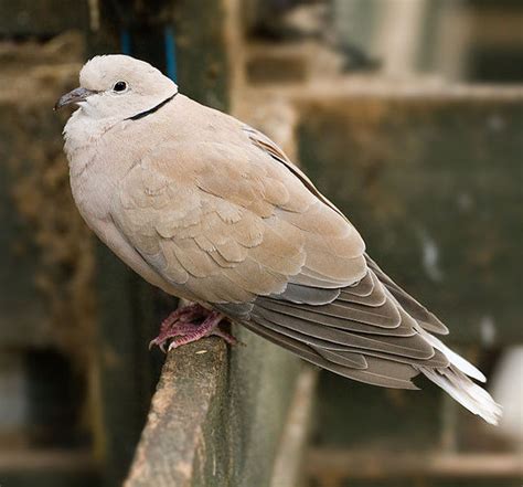 barble dove - Caribbean Dictionary