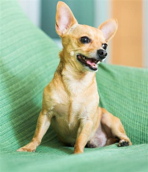 Free Photo | Russian toy terrier