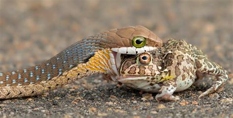 Western Cape Academics Track Snakes' Eating Habits with Help of Facebook Group - SAPeople ...