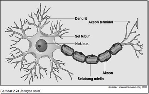 Jaringan Saraf – Susunan dan Fungsi - Pengertian