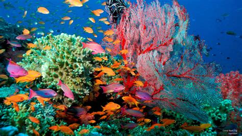 Download Colorful Coral Underwater | Wallpapers.com