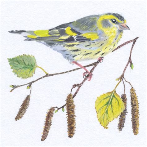 Siskin and Catkins - Old Chapel Gallery