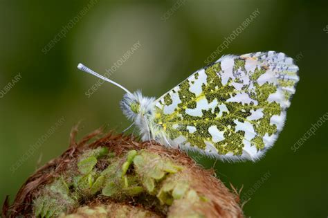 Orange tip butterfly - Stock Image - C058/0587 - Science Photo Library